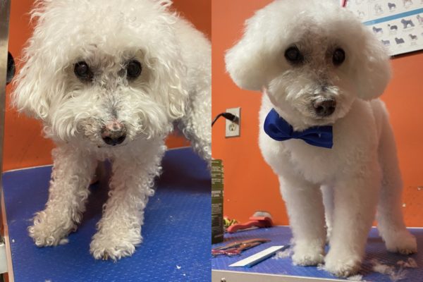 grooming_before&after pic_CODY