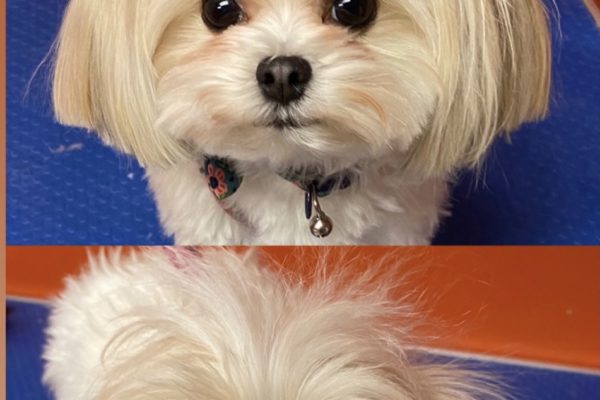 grooming_before&after pic_DIVOT