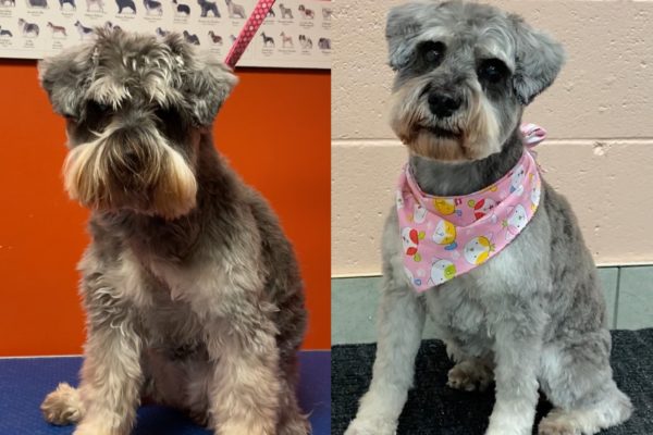 grooming_before&after pic_HOPE