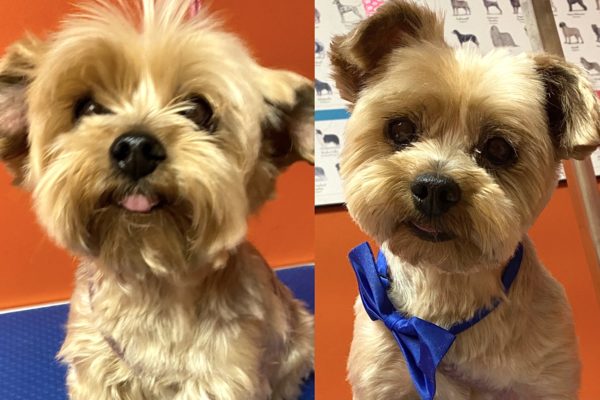 grooming_before&after pic_ROCKY